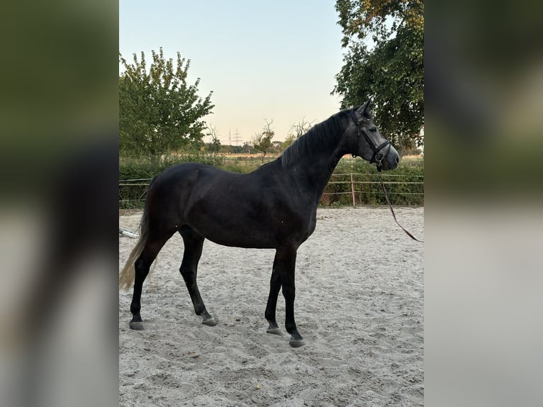 Cheval de selle allemand Jument 4 Ans 164 cm Gris in Unna