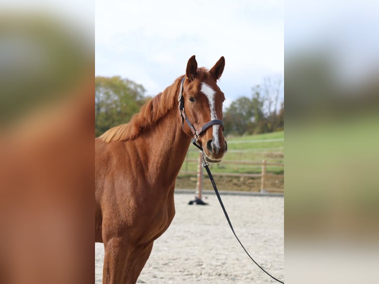 Cheval de selle allemand Jument 4 Ans 165 cm Alezan in Uhlstädt-Kirchhasel