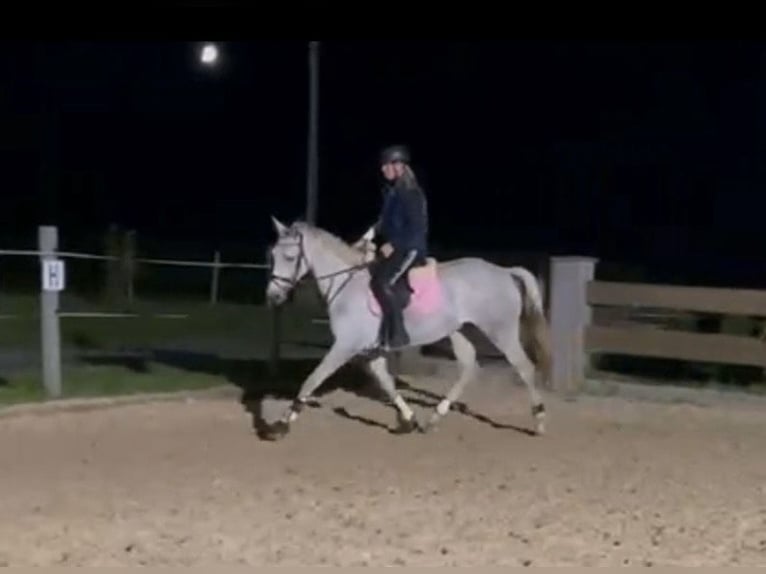 Cheval de selle allemand Jument 4 Ans 165 cm Gris in Hainichen