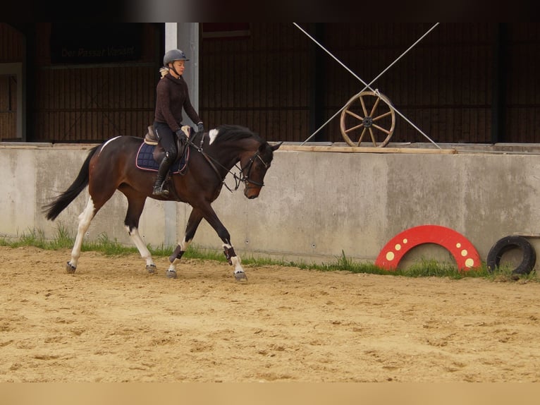 Cheval de selle allemand Jument 4 Ans 165 cm Pinto in Salzkotten