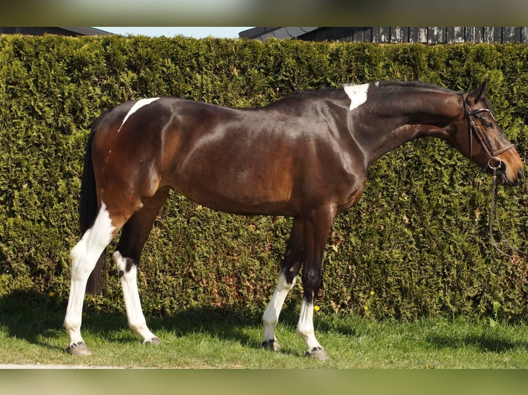 Cheval de selle allemand Jument 4 Ans 165 cm Pinto in Salzkotten