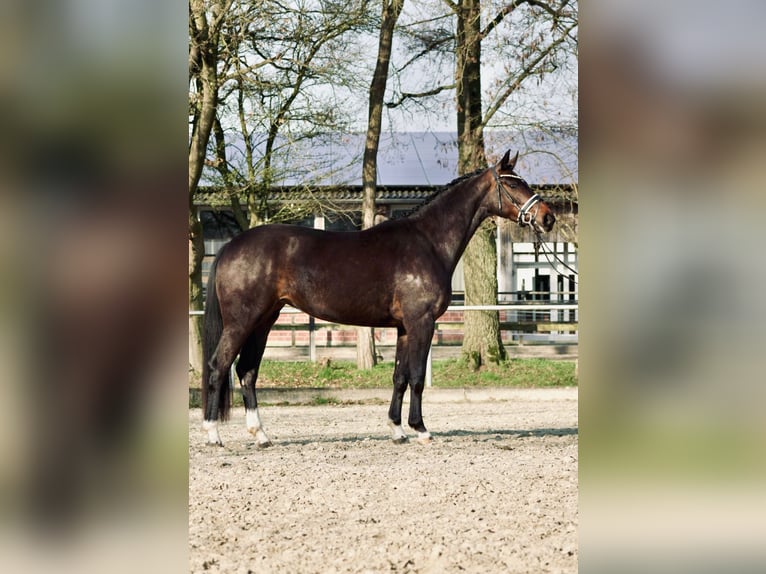 Cheval de selle allemand Jument 4 Ans 166 cm Bai in Dorsten