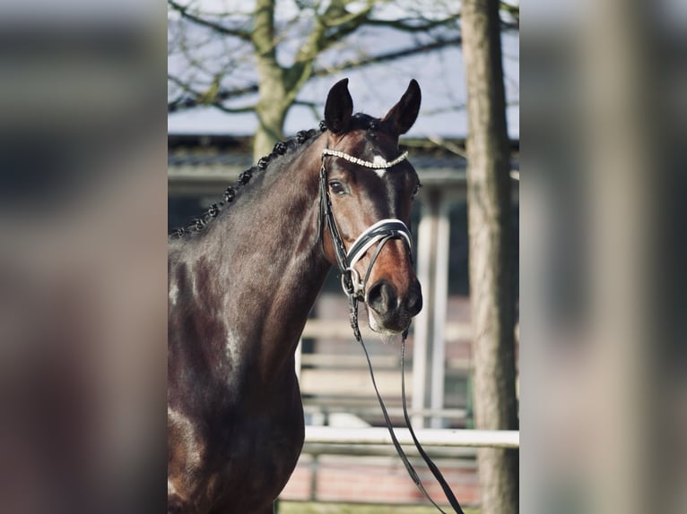 Cheval de selle allemand Jument 4 Ans 166 cm Bai in Dorsten