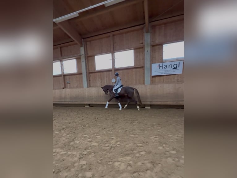 Cheval de selle allemand Jument 4 Ans 167 cm Alezan brûlé in Fürstenfeldbruck