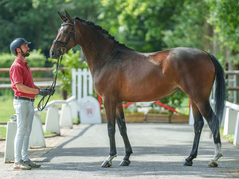 Cheval de selle allemand Jument 4 Ans 167 cm Bai in Münster