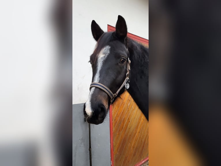 Cheval de selle allemand Jument 4 Ans 168 cm Bai brun in Eschwege