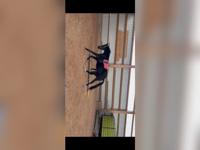 Cheval de selle allemand Jument 4 Ans 168 cm Noir in Lauterstein