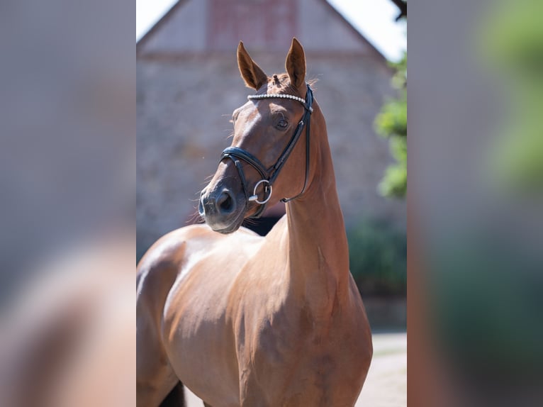 Cheval de selle allemand Jument 4 Ans 169 cm Alezan brûlé in Bramsche