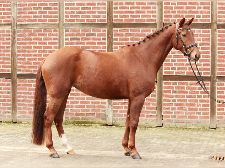 Cheval de selle allemand Jument 4 Ans 169 cm Alezan in Senden