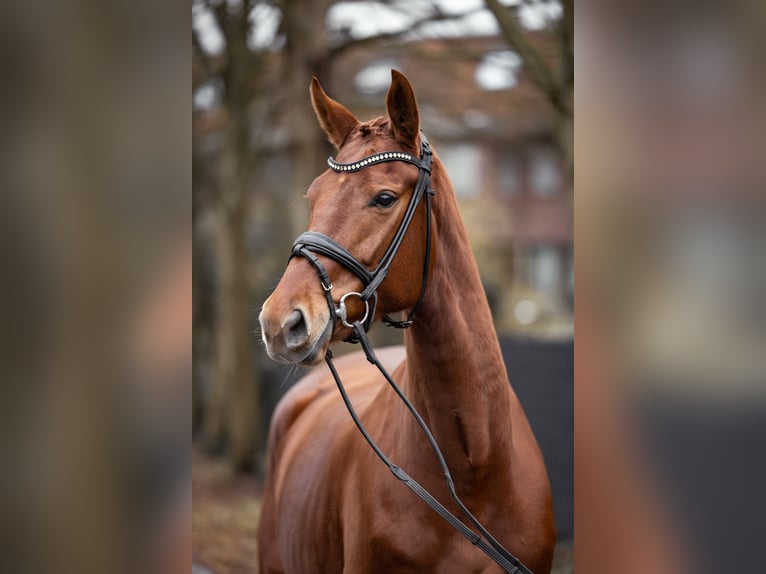 Cheval de selle allemand Jument 4 Ans 169 cm Alezan in Schermbeck