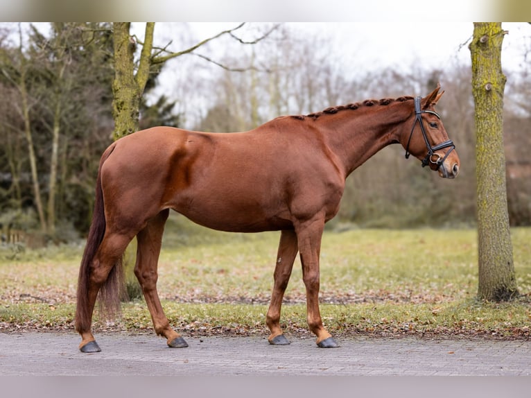 Cheval de selle allemand Jument 4 Ans 169 cm Alezan in Schermbeck