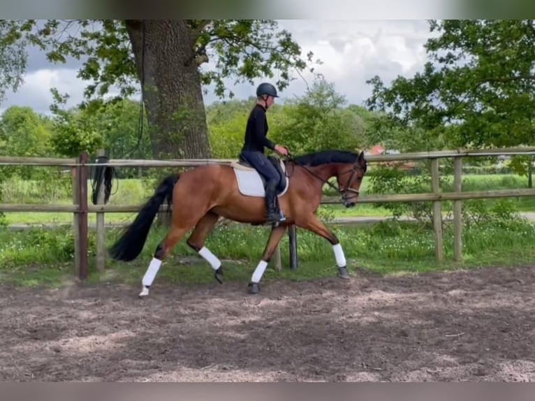 Cheval de selle allemand Jument 4 Ans 169 cm Bai in Visselhövede