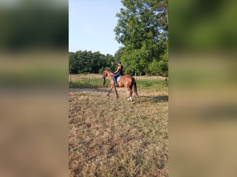 Cheval de selle allemand Jument 4 Ans 170 cm Alezan in St. Pierre en Auge