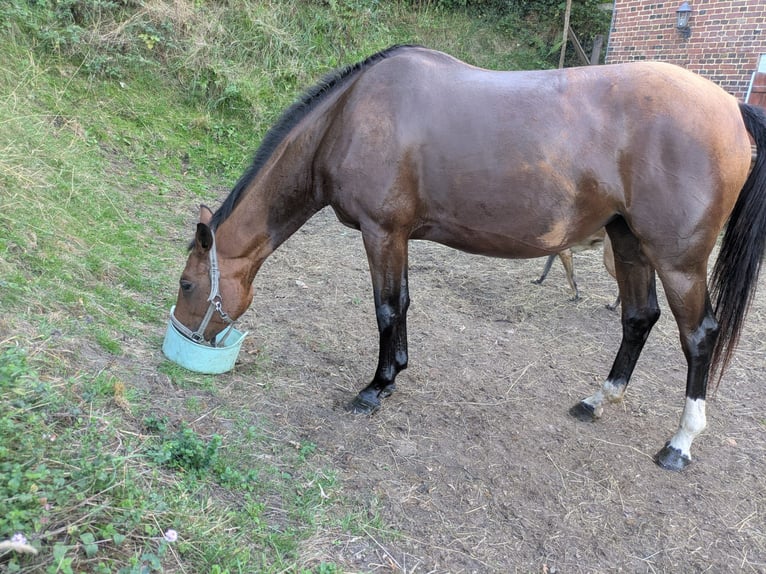 Cheval de selle allemand Jument 4 Ans 170 cm Alezan in St. Pierre en Auge