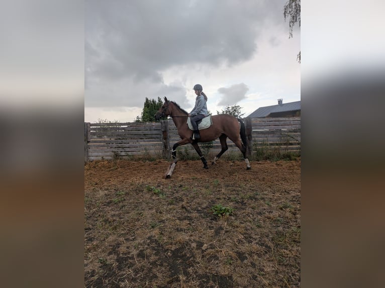 Cheval de selle allemand Jument 4 Ans 170 cm Alezan in St. Pierre en Auge