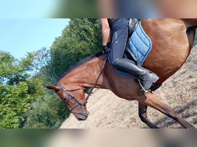 Cheval de selle allemand Jument 4 Ans 170 cm Alezan in St. Pierre en Auge