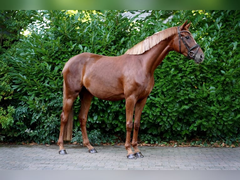 Cheval de selle allemand Jument 4 Ans 170 cm Alezan in RhedE