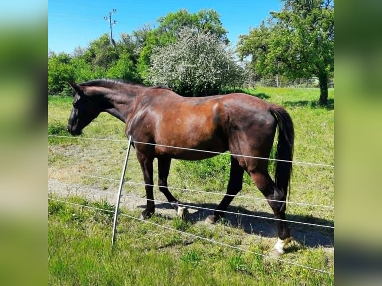 Cheval de selle allemand Jument 4 Ans 170 cm Bai brun in Eggenstein-Leopoldshafen