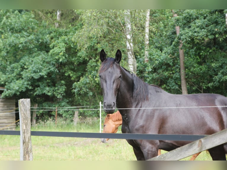 Cheval de selle allemand Jument 4 Ans 170 cm Bai brun foncé in Winsen (Aller)