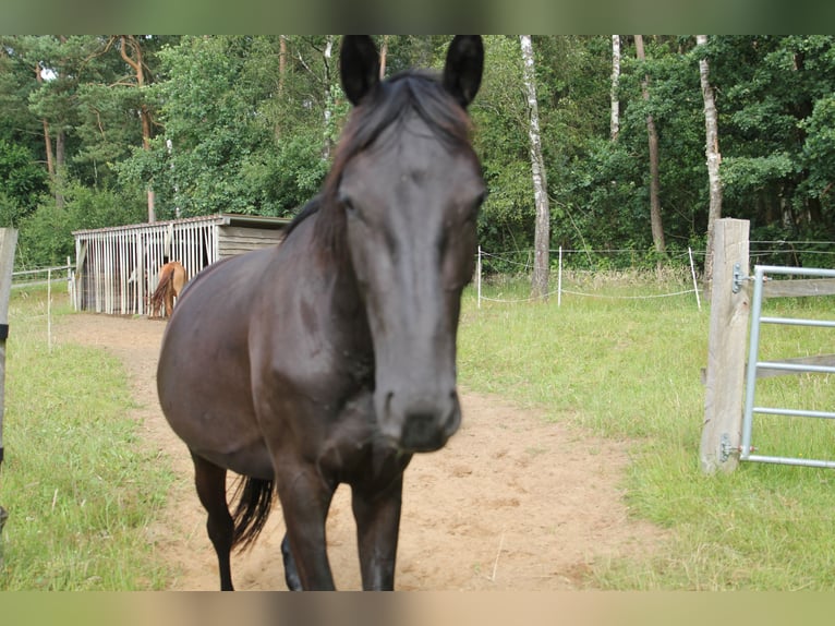 Cheval de selle allemand Jument 4 Ans 170 cm Bai brun foncé in Winsen (Aller)