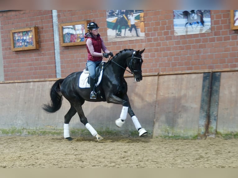 Cheval de selle allemand Jument 4 Ans 170 cm Noir in Paderborn