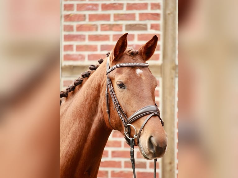 Cheval de selle allemand Jument 4 Ans 171 cm Alezan brûlé in Senden