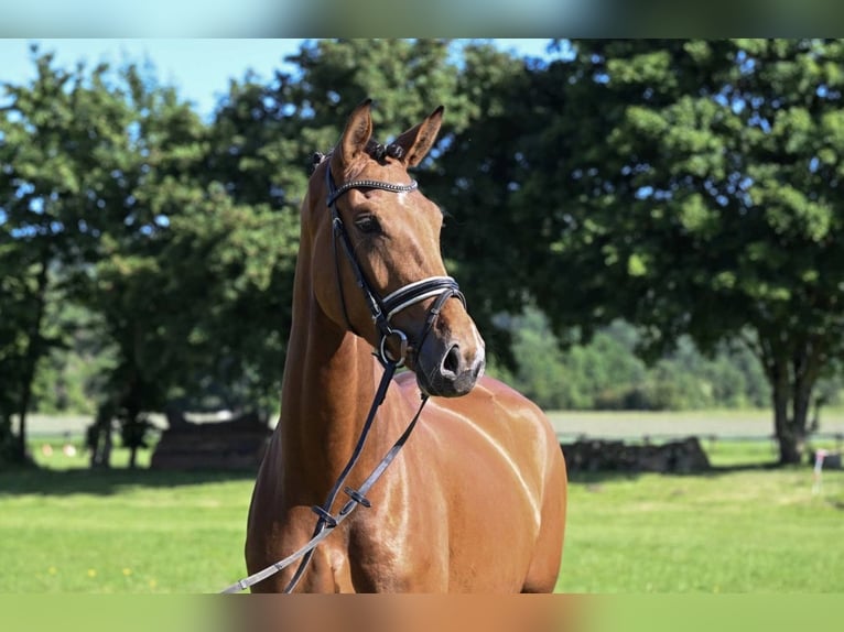 Cheval de selle allemand Jument 4 Ans 176 cm Bai in WittenWitten