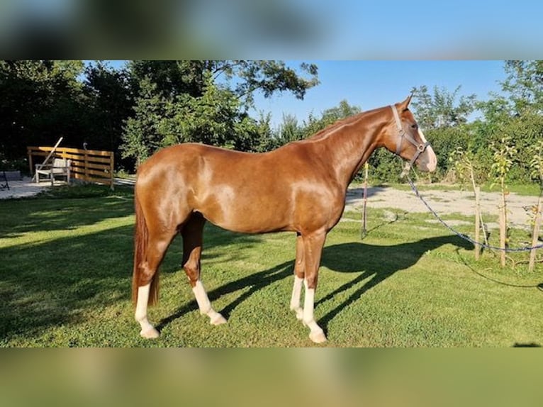 Cheval de selle allemand Jument 4 Ans Alezan in Wangen im Allgäu