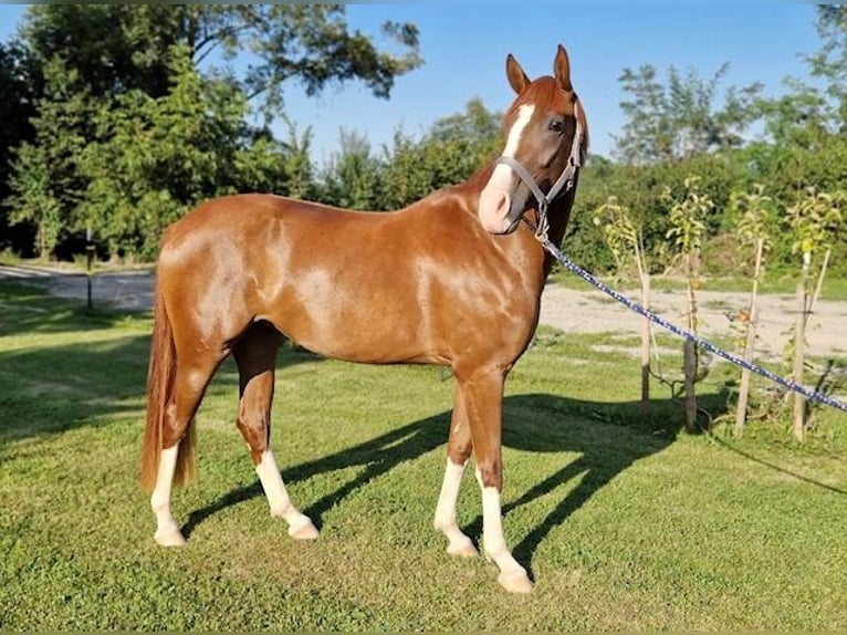 Cheval de selle allemand Jument 4 Ans Alezan in Wangen im Allgäu