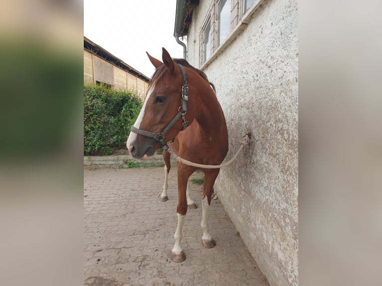 Cheval de selle allemand Jument 5 Ans 155 cm Alezan in Gerwisch