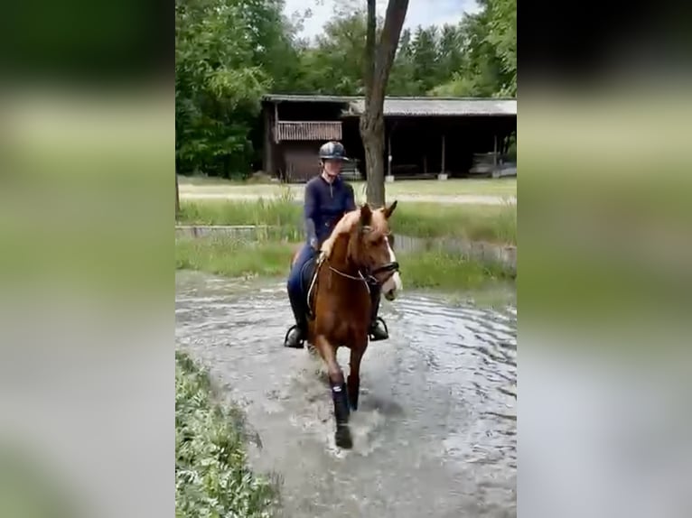 Cheval de selle allemand Jument 5 Ans 160 cm Alezan brûlé in Greven