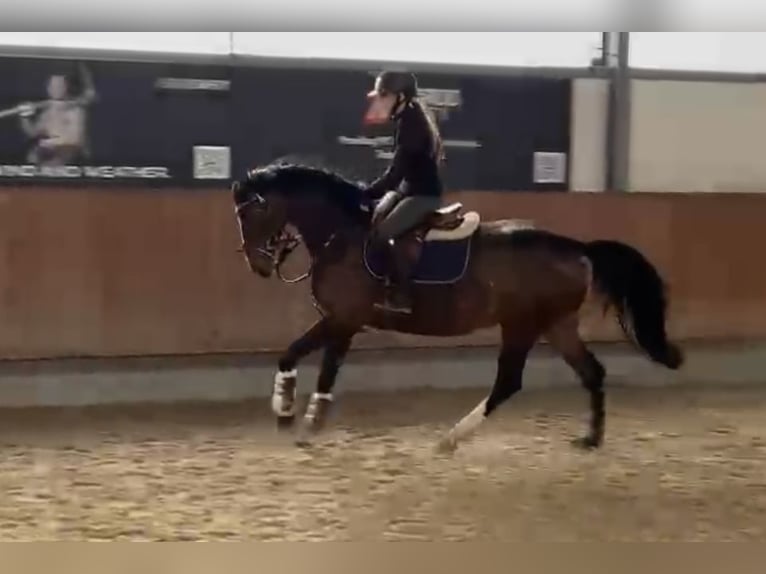 Cheval de selle allemand Jument 5 Ans 160 cm Bai brun in Grevenbroich