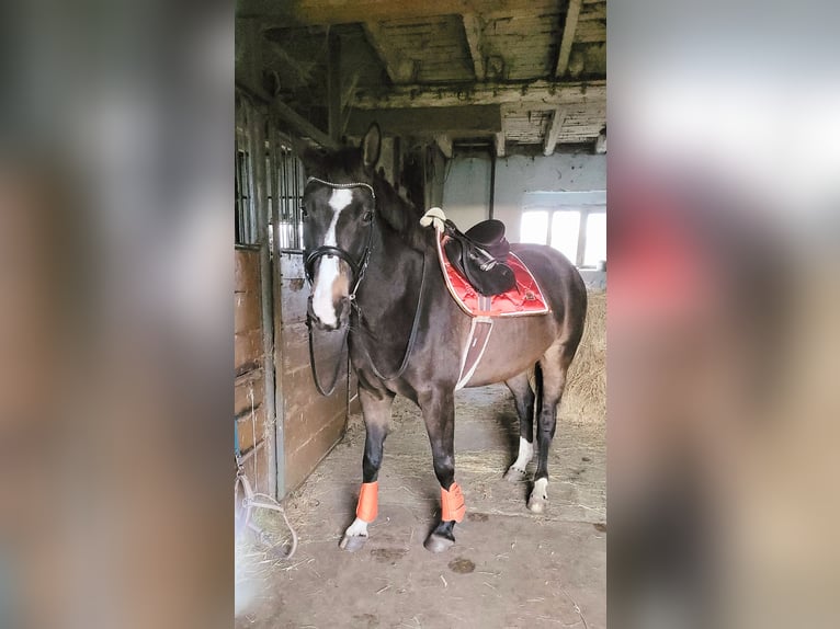 Cheval de selle allemand Jument 5 Ans 161 cm in Krüssau