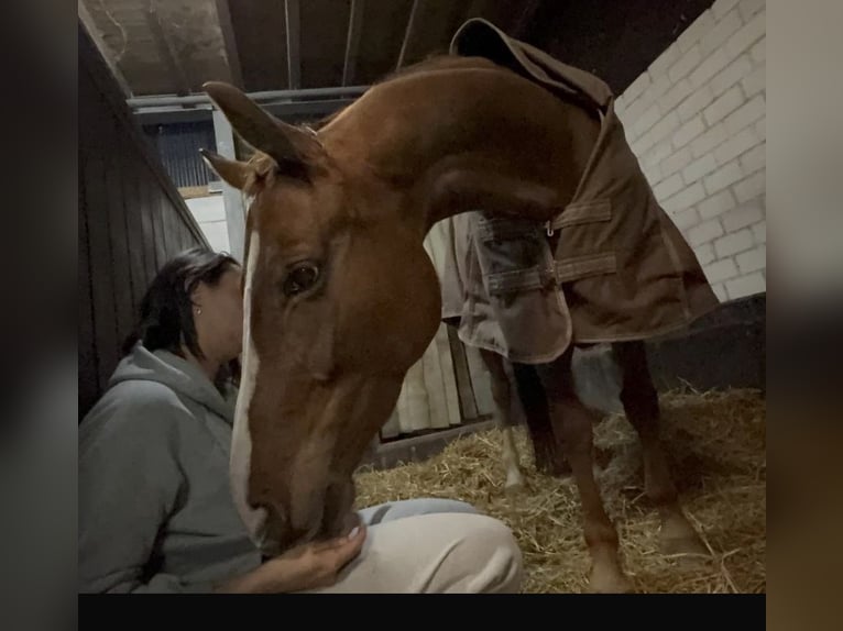 Cheval de selle allemand Jument 5 Ans 162 cm Alezan in Nettetal