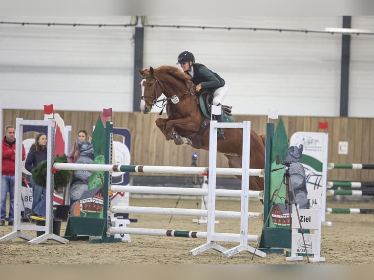 Cheval de selle allemand Jument 5 Ans 163 cm Alezan in Gerbstedt