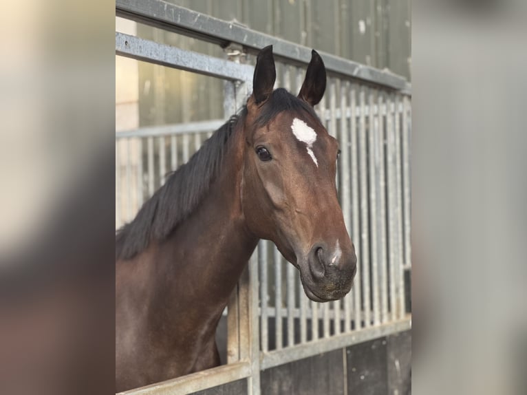 Cheval de selle allemand Jument 5 Ans 163 cm Bai brun in Geilenkirchen