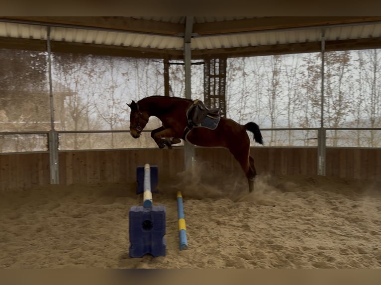 Cheval de selle allemand Jument 5 Ans 163 cm Bai in Wermelskirchen