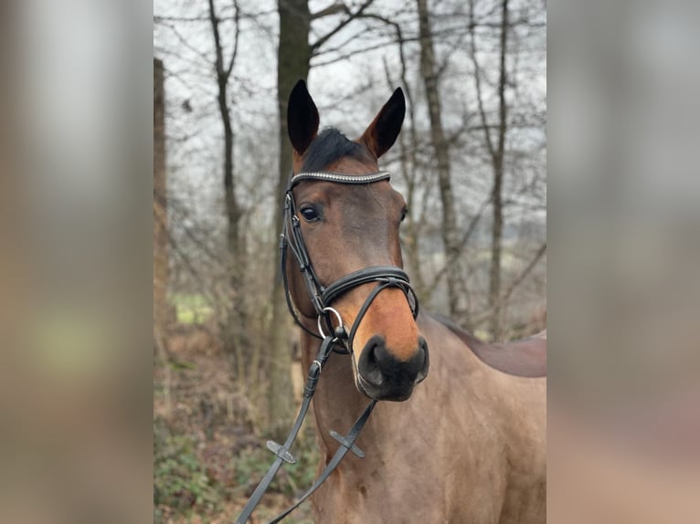 Cheval de selle allemand Jument 5 Ans 164 cm Bai in Overath