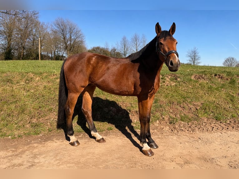 Cheval de selle allemand Jument 5 Ans 164 cm Bai in Wermelskirchen
