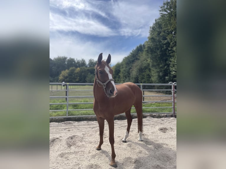 Cheval de selle allemand Jument 5 Ans 165 cm Alezan in Bergheim