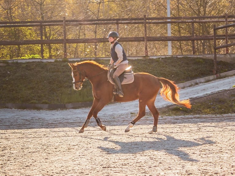 Cheval de selle allemand Jument 5 Ans 165 cm Alezan in Bergheim