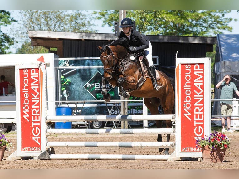 Cheval de selle allemand Jument 5 Ans 165 cm Bai brun in Pforzheim