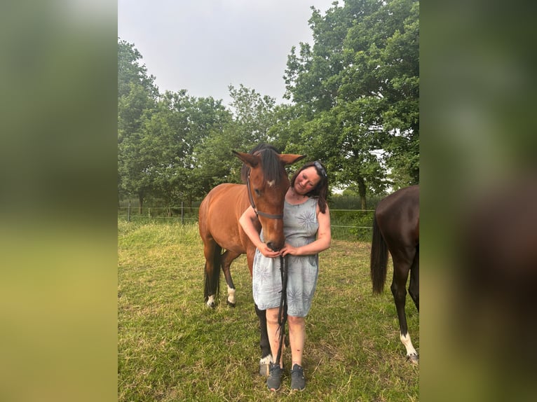 Cheval de selle allemand Jument 5 Ans 165 cm Bai in Tecklenburg