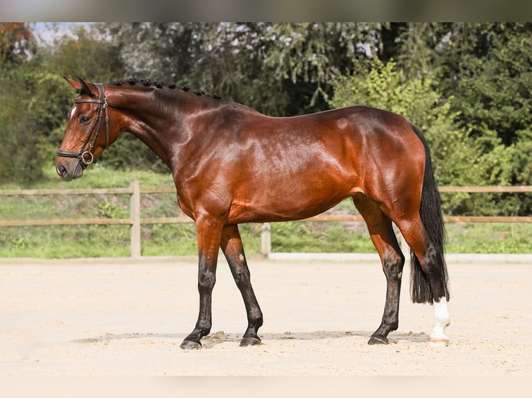 Cheval de selle allemand Jument 5 Ans 165 cm Bai in Riedstadt