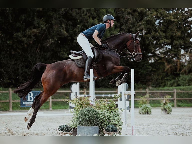 Cheval de selle allemand Jument 5 Ans 165 cm Bai in Riedstadt