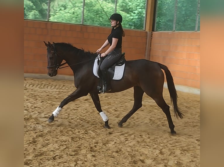 Cheval de selle allemand Jument 5 Ans 166 cm Bai brun in Lage