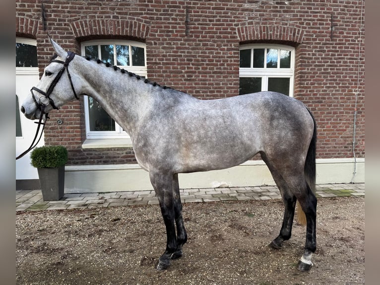 Cheval de selle allemand Jument 5 Ans 166 cm Peut devenir gris in Goch