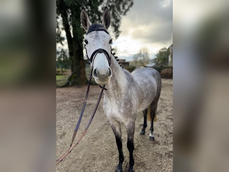 Cheval de selle allemand Jument 5 Ans 166 cm Peut devenir gris in Goch