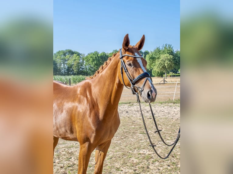 Cheval de selle allemand Jument 5 Ans 167 cm Alezan in Dorsten