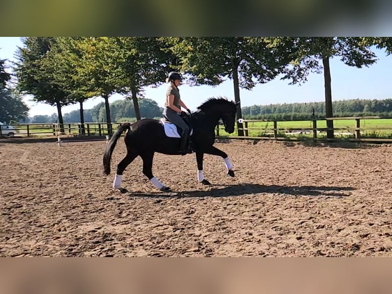 Cheval de selle allemand Jument 5 Ans 167 cm Noir in Löningen